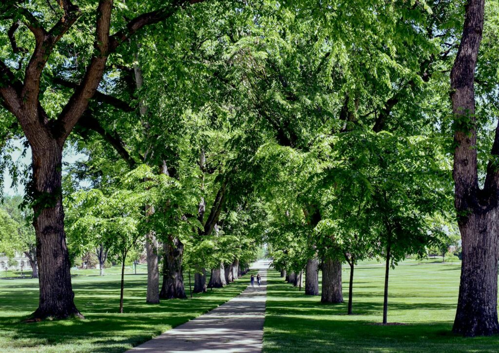 A serene summer walkway lined with oak trees at Colorado State University's Oval in Fort Collins.