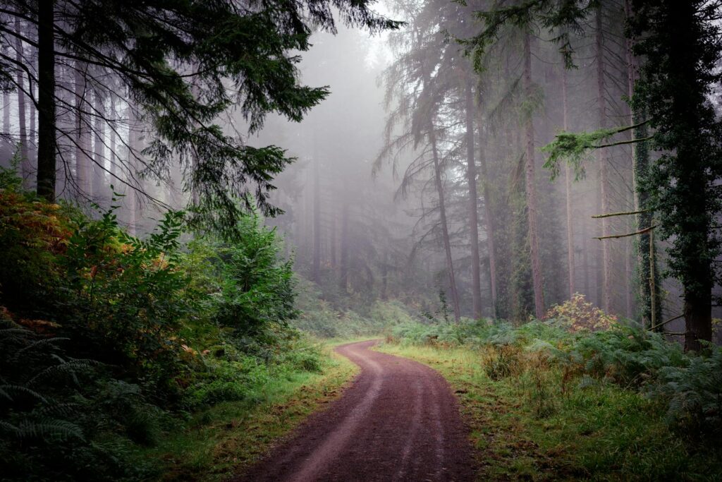 A serene misty forest with a winding path surrounded by tall trees creating a tranquil scene.