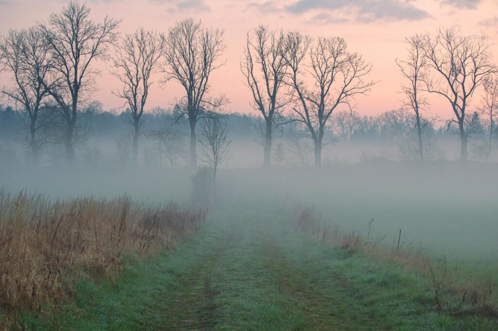Serene foggy morning landscape with a path leading through bare trees under a pastel sky.