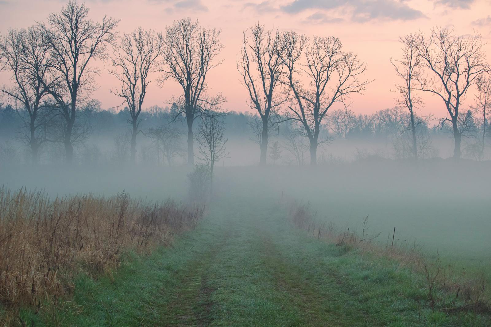 Serene foggy morning landscape with a path leading through bare trees under a pastel sky.