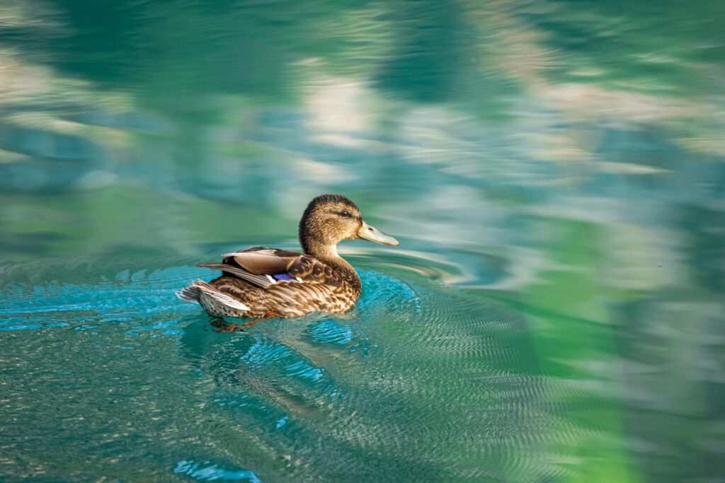 A serene image of a duck swimming on calm, reflective waters in Antalya, Türkiye.