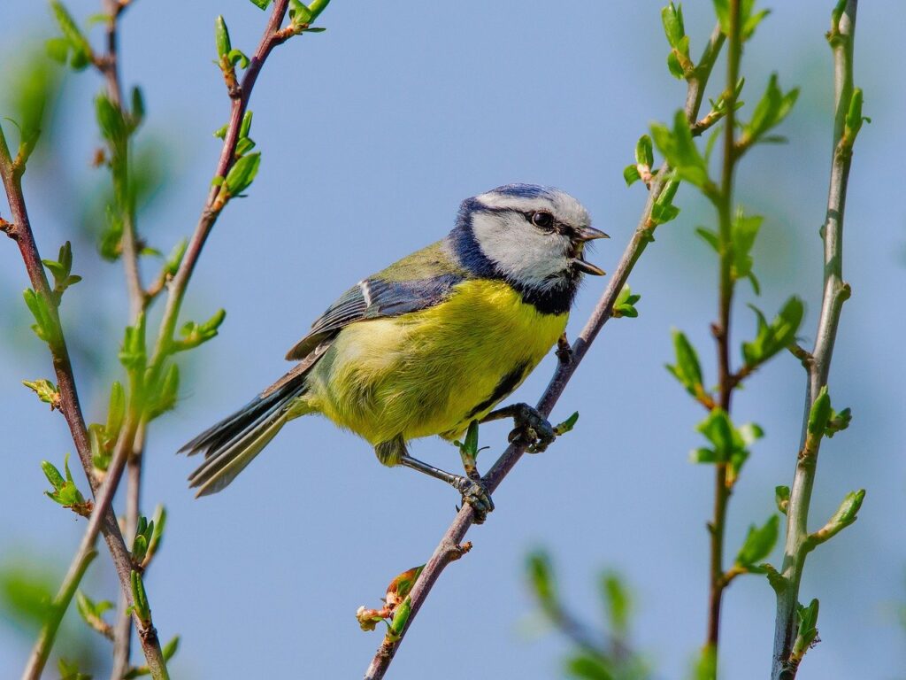 blue tit, bird, nature, wildlife, plumage, ornithology, avian, perched, feathers, birdwatching, singing