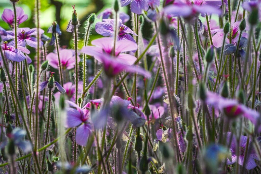 flower, beautiful flowers, blossom, bloom, nature, flora, close up, petals, macro, spring, purple, flower background, violet, bellflower, backlighting, mood, morning mood, dream, flower wallpaper, fairytale, mystical