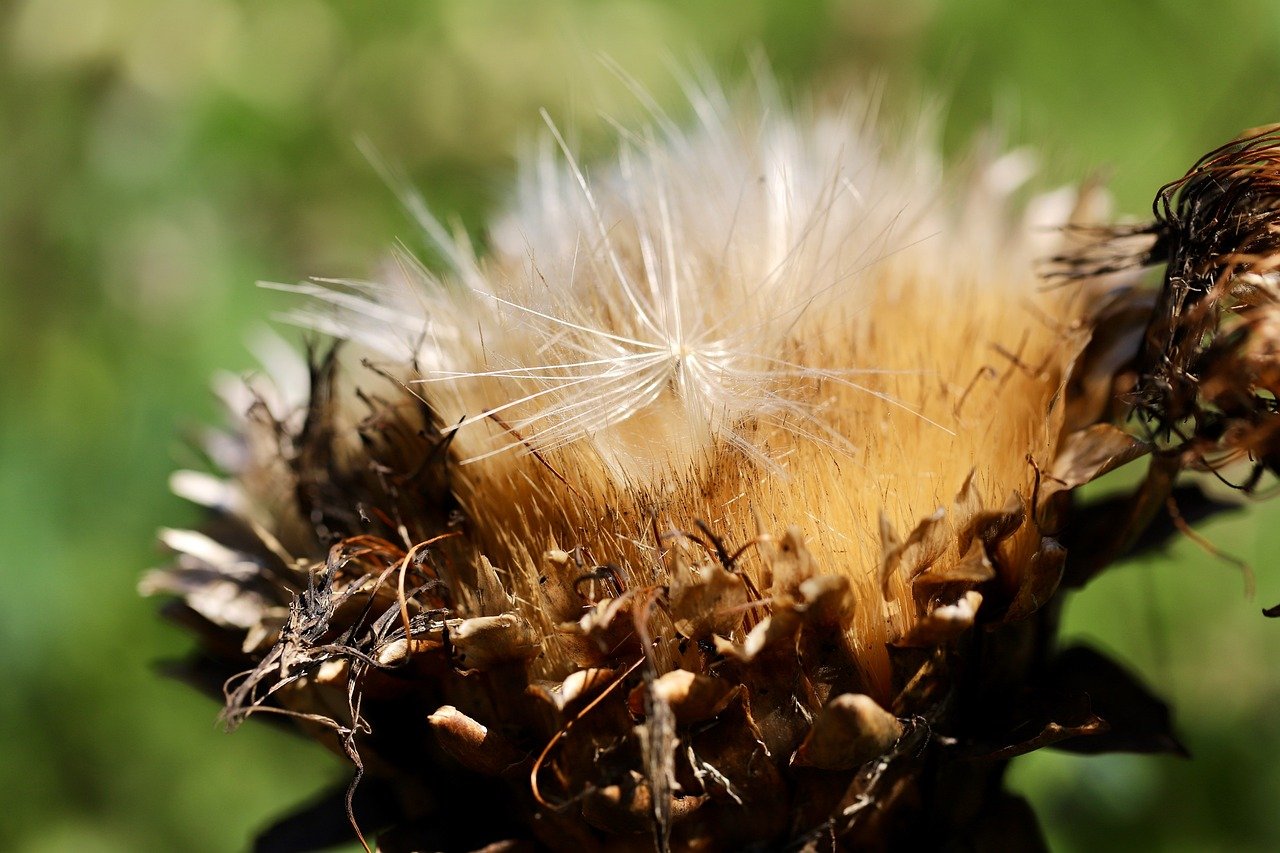 artichoke, artichoke hay, seeds, flying seeds, artichoke flower, faded, dried, plant, nature
